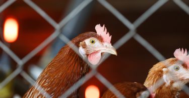 EFSA recomenda fim de gaiolas para aves poedeiras