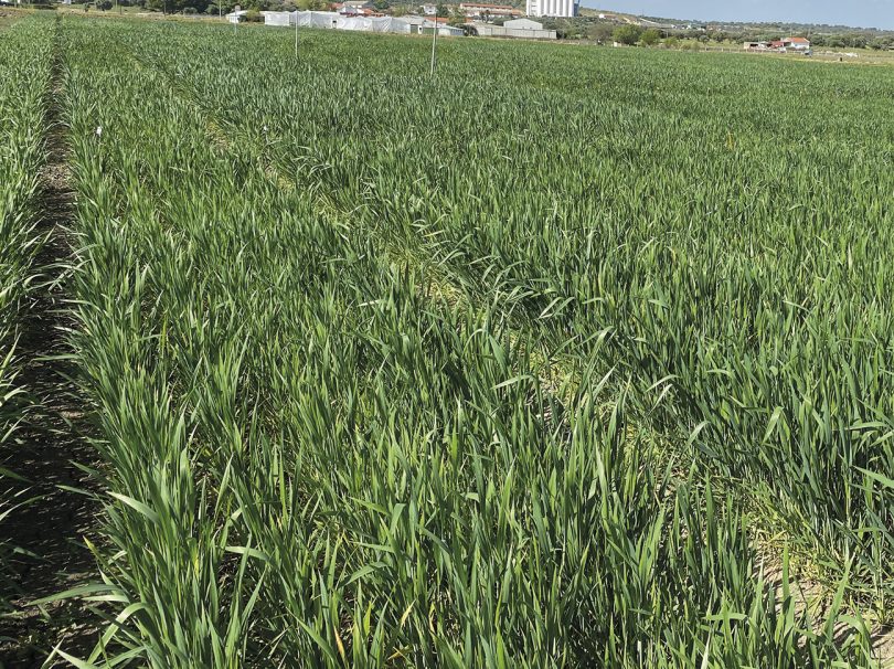 Avaliação de variedades de trigo-duro adaptadas à irregularidade do clima mediterrânico: rendimento e qualidade