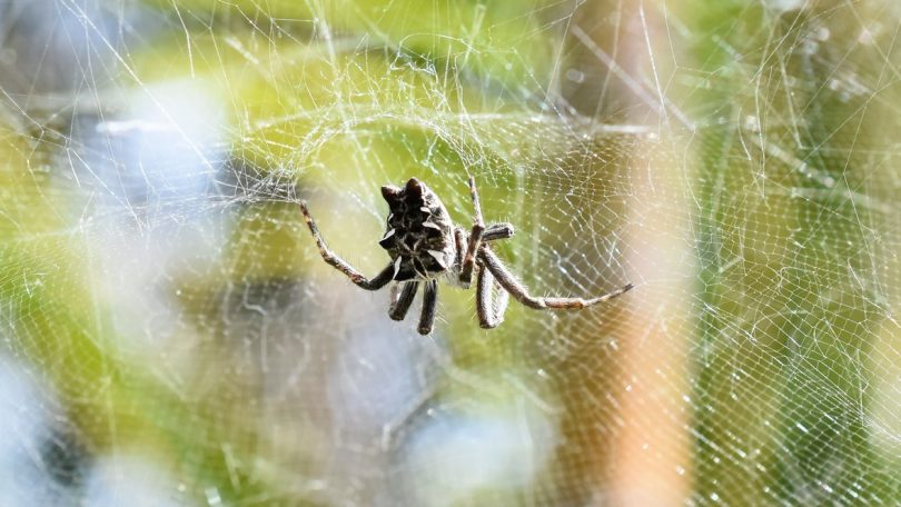 Investigação utiliza aranhas como controlo de pestes em colheitas