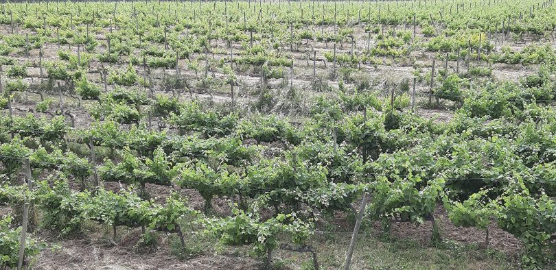 Impacto dos nemátodes na viticultura: caso particular dos vetores de vírus