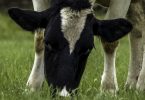 APROLEP denuncia redução do preço por litro de leite pago ao produtor
