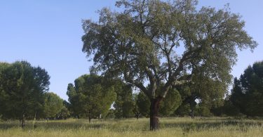 Florestas mistas de sobreiro e pinheiro-manso: um caminho para a valorização do espaço rural?