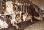 EFSA: É necessário melhor alojamento para vacas leiteiras, patos, gansos e codornizes