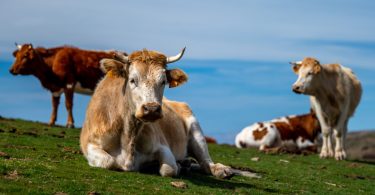 Eurodeputados agrícolas pedem exclusão de bovinos do corte nas emissões da pecuária