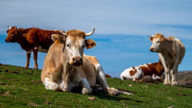 Eurodeputados agrícolas pedem exclusão de bovinos do corte nas emissões da pecuária