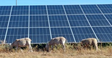 Iberdrola introduz cerca de 300 ovelhas no seu parque fotovoltaico