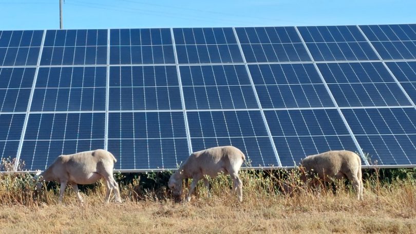 Iberdrola introduz cerca de 300 ovelhas no seu parque fotovoltaico
