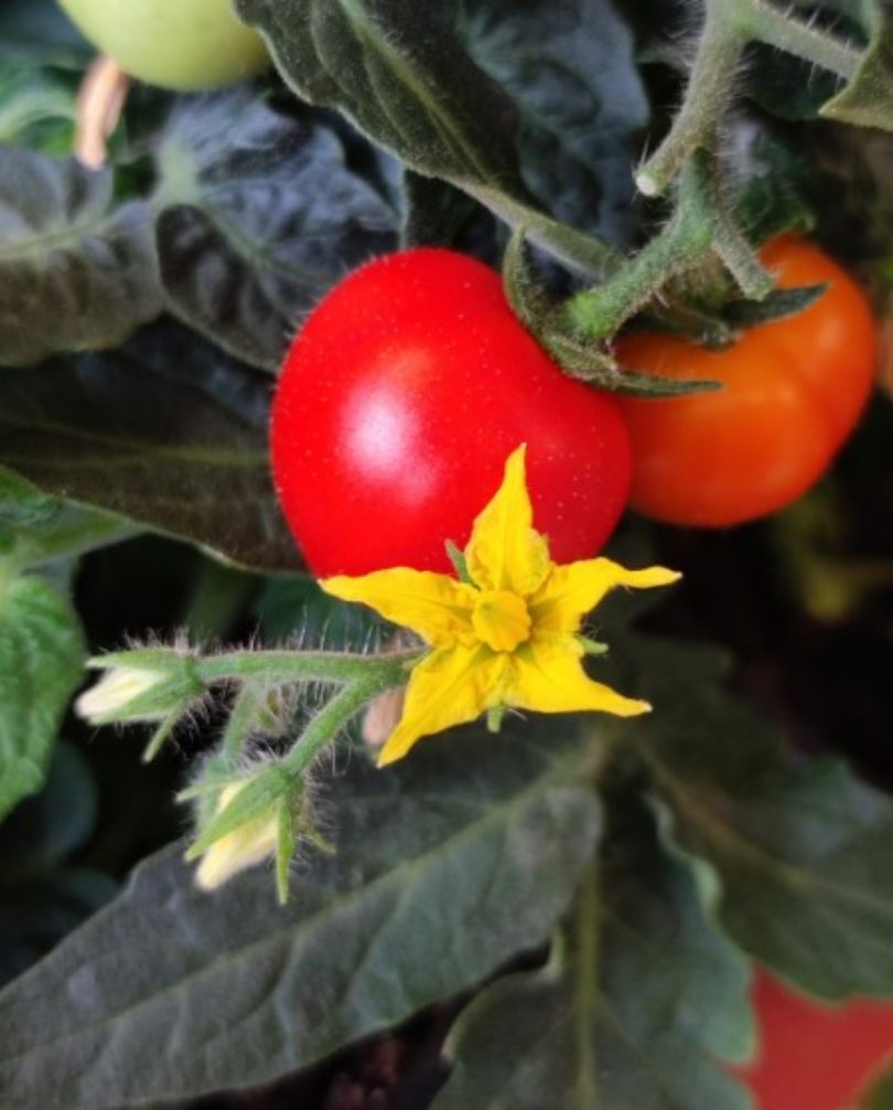 Melhorar os tomateiros para melhor enfrentar verões severos