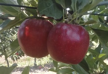 Utilização de revestimentos edíveis para conservação pós-colheita de maçã