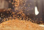 Copa-Cogeca alerta para pior colheita de cereais desde 2007