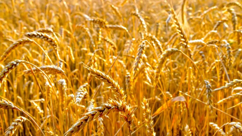 Rússia suspende acordo que permitia exportação de cereais ucranianos