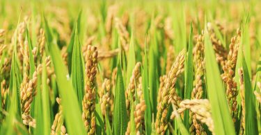 A germinação e a fermentação do arroz para aumentar o seu valor nutricional