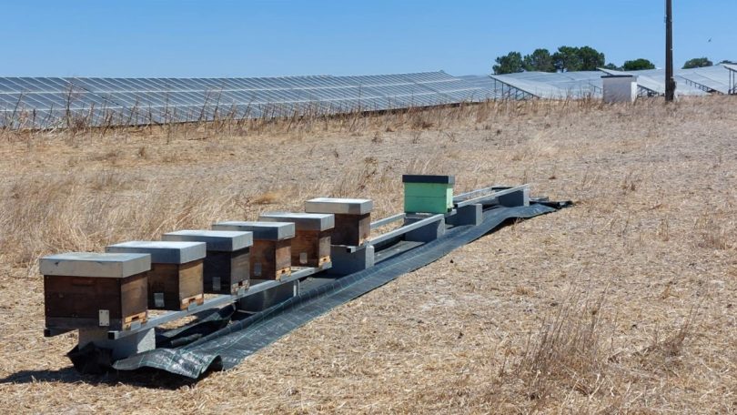 Iberdrola instala 30 colmeias em duas centrais fotovoltaicas