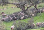 Contributo para o aumento da eficiência reprodutiva de ovinos das raças autóctones em regime extensivo