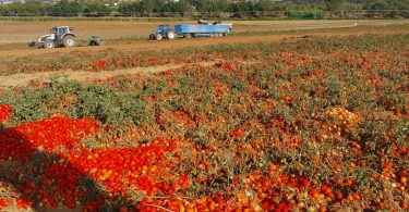 Microrganismos aumentam produtividade no tomate