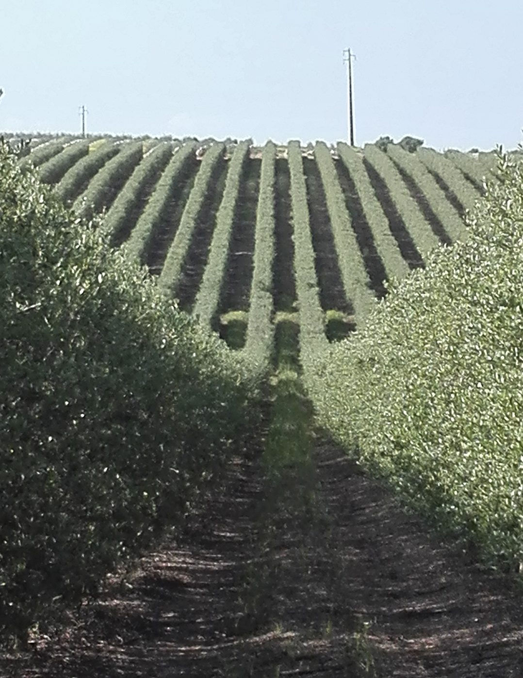 Fertilização do olival em sebe com fertirrega: valores de referência para interpretação da análise foliar