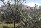 Implicações das condições climáticas extremas ao início da primavera na oliveira
