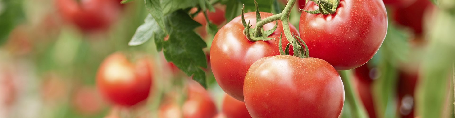Portugal é o terceiro maior produtor de tomate da UE