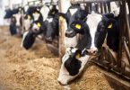 FeedValue e FertValue querem valorizar coprodutos agroindustriais na alimentação animal 