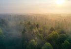 Comissão Europeia quer melhorar monitorização das florestas europeias 