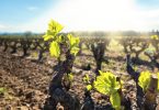 Castas novas resistentes vs. viticultura biológica