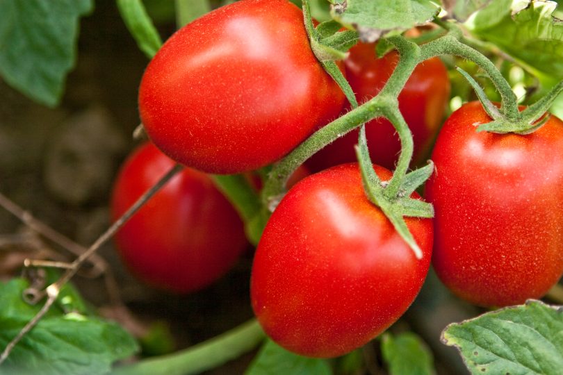 Portugal é o terceiro maior produtor de tomate da UE