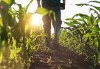Aquecimento global coloca em risco a capacidade dos agricultores para trabalhar
