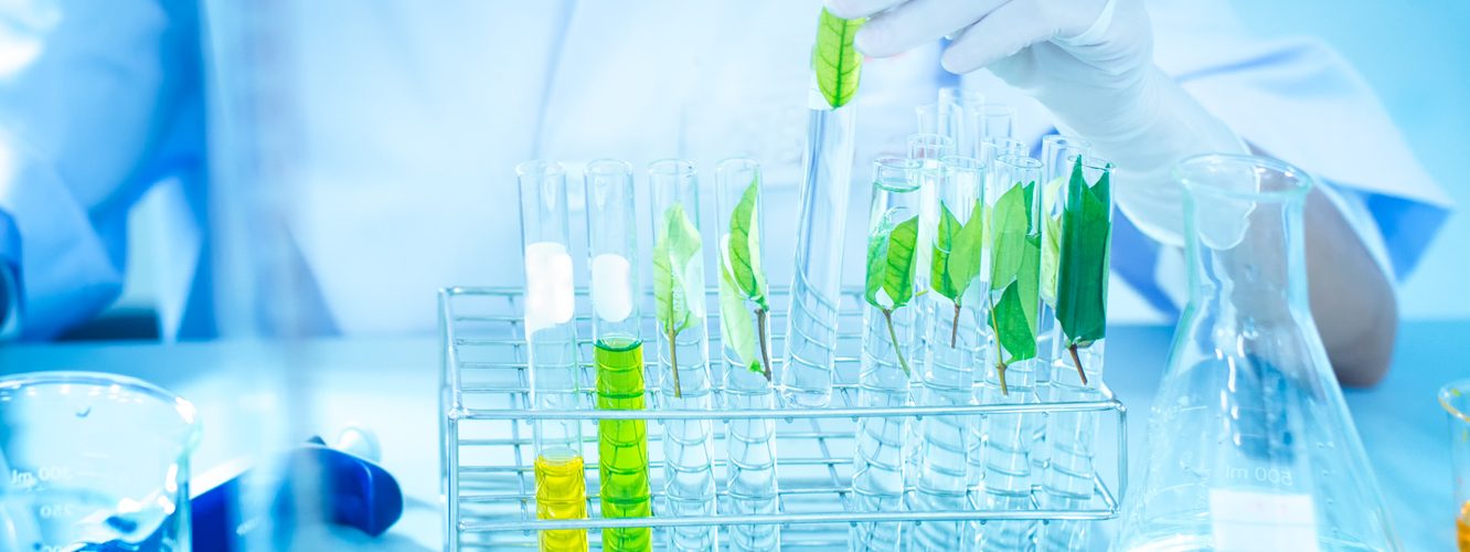 Eurodeputados ambientais querem banir patentes para plantas NTG 