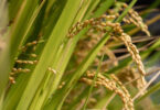 Primeiros passos para um futuro mais sustentável: adaptação do arroz a condições de não alagamento