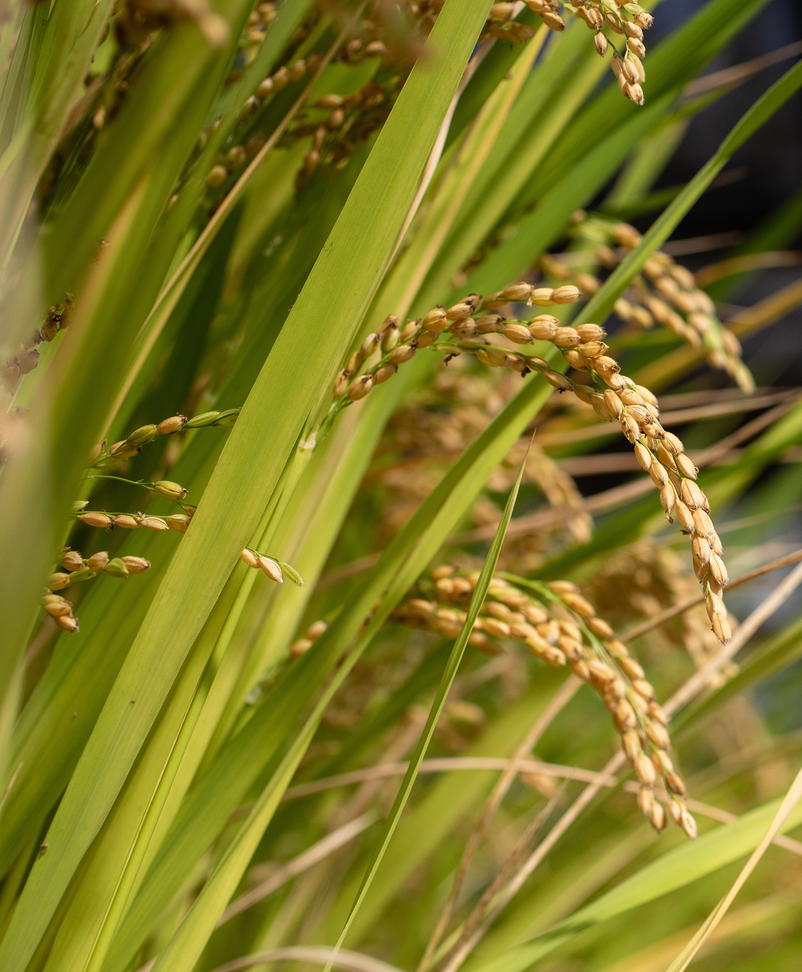 Primeiros passos para um futuro mais sustentável: adaptação do arroz a condições de não alagamento