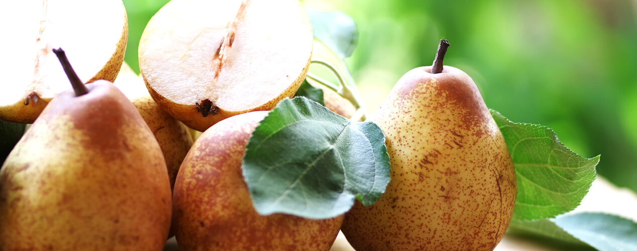 Lidl e Portugal Fresh exportaram 22,3 mil toneladas de hortofrutícolas em 2023