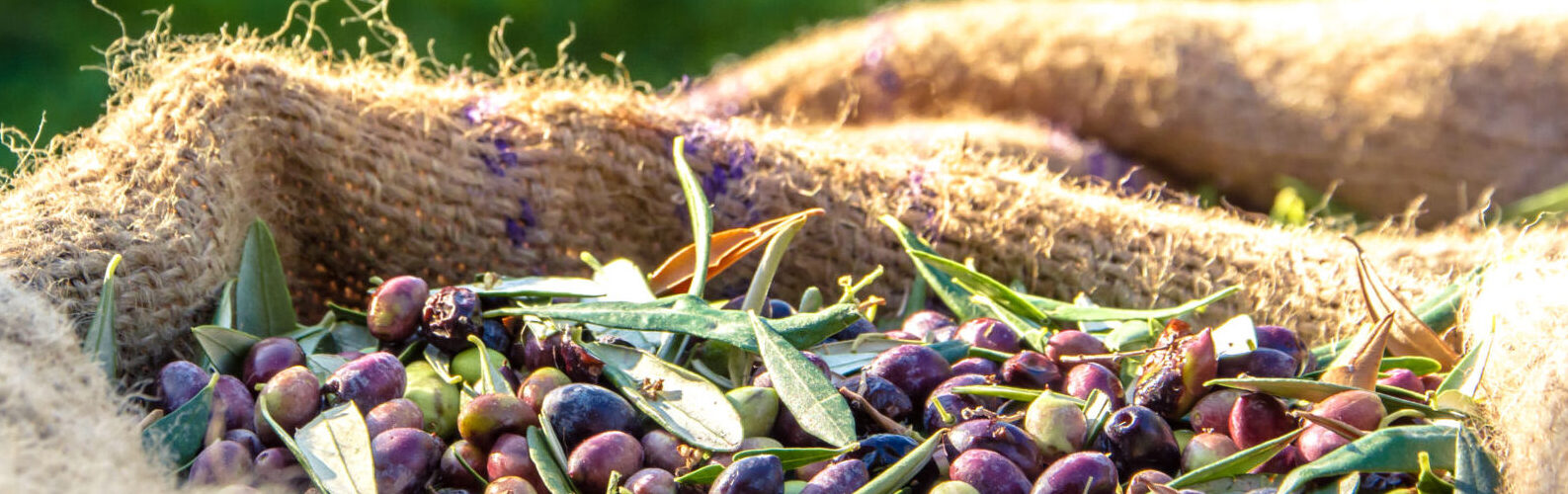 OLIVUM já é responsável por 70% da produção de azeite em Portugal