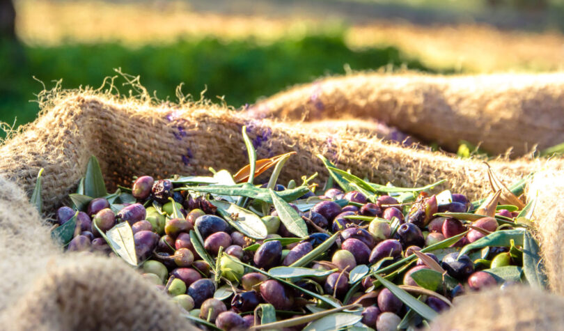 OLIVUM já é responsável por 70% da produção de azeite em Portugal