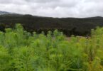 Projeto Floresta Sonae cresce 11 hectares e chega a Valongo