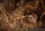 ICNF apela aos agricultores que identifiquem ninhos de águia-caçadeira antes das colheitas