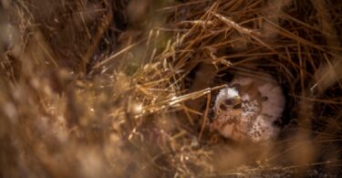 ICNF apela aos agricultores que identifiquem ninhos de águia-caçadeira antes das colheitas