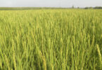O nemátode das galhas radiculares do arroz: um risco iminente para a produção nacional