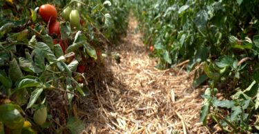 Culturas de cobertura com resultados positivos na produção de tomate para indústria