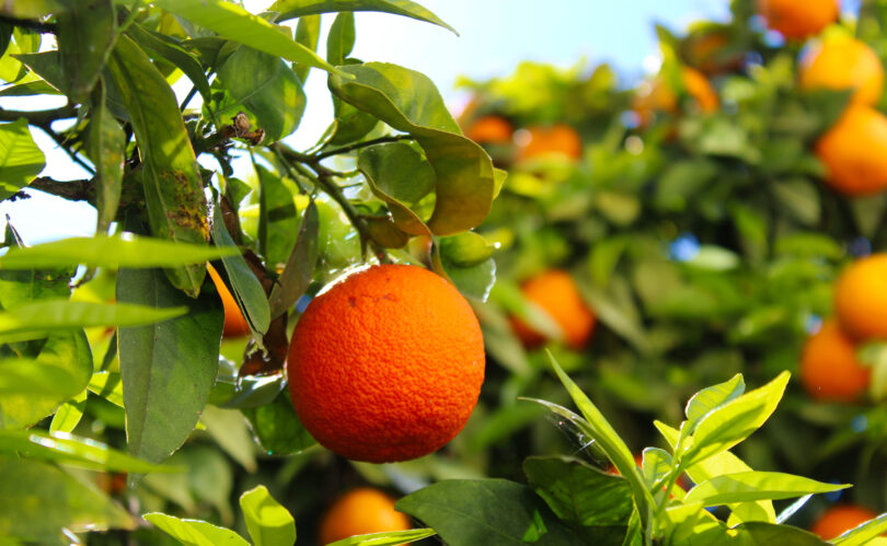 Continente comprou mais de 14 mil toneladas de laranjas do Algarve