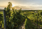 Um caminho em frente na sustentabilidade da viticultura