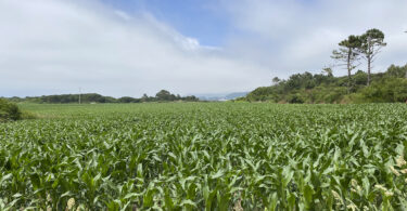 Plantas que “avisam”: Investigadores criam tecnologia que deteta químicos no terreno