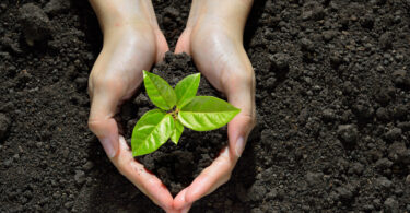 Parlamento aprova medidas para alcançar solos saudáveis até 2050
