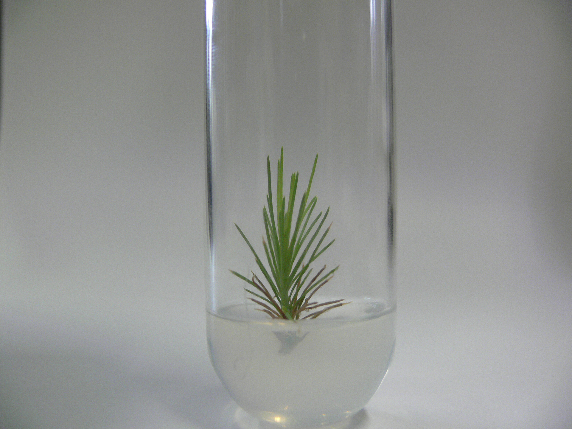 O uso da biotecnologia no estudo de doenças da floresta