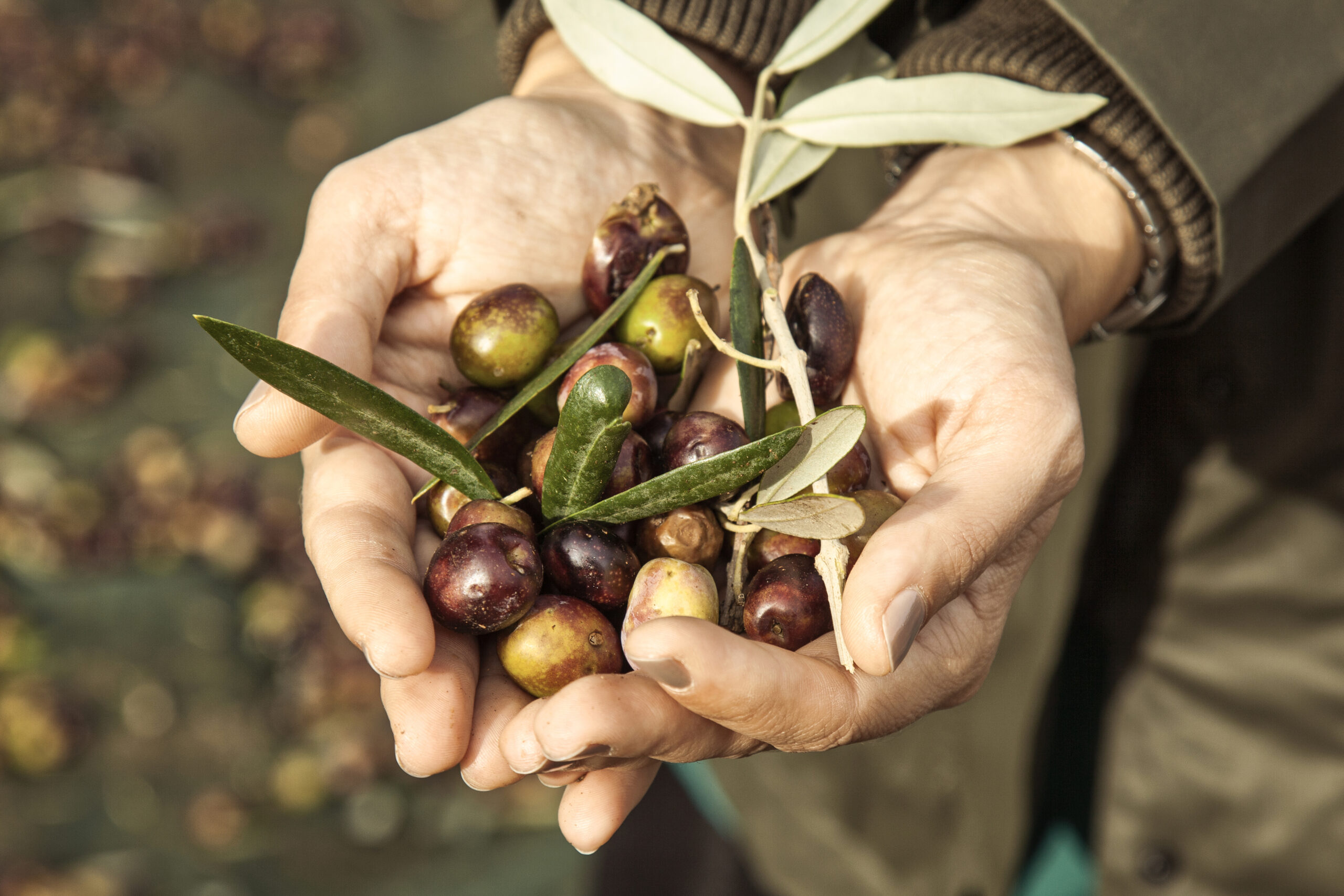 Governo quer dinamizar produção nacional de azeite e revela apostas para o setor rural