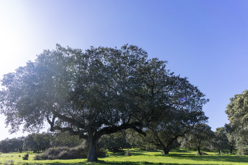 O contributo do montado para o restauro da natureza