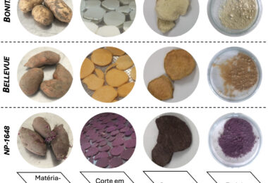 Batata-doce (Ipomoea batatas L.): uma matéria-prima versátil