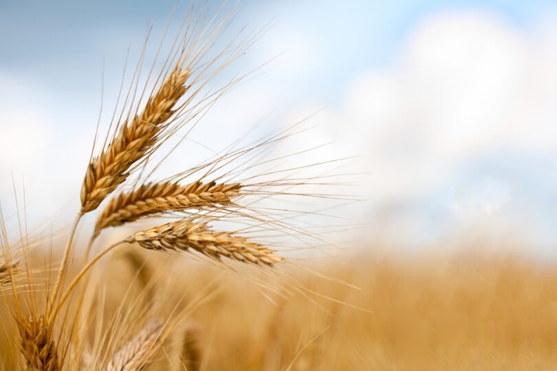 Seedsight quer valorizar a qualidade dos cereais