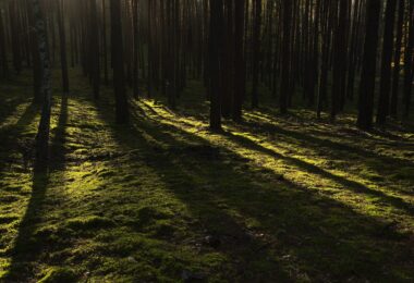 Comissão Europeia aprova 250 milhões de euros em apoio ao setor florestal português