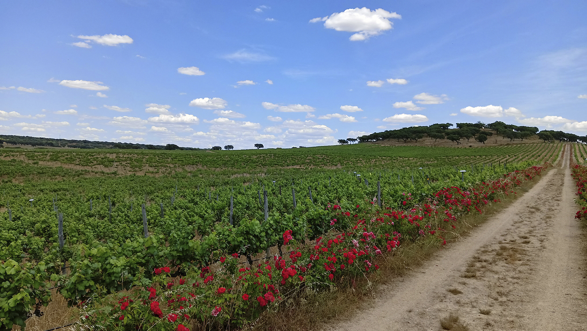 Revolucionar a agricultura com inovação sustentável e tecnologia avançada