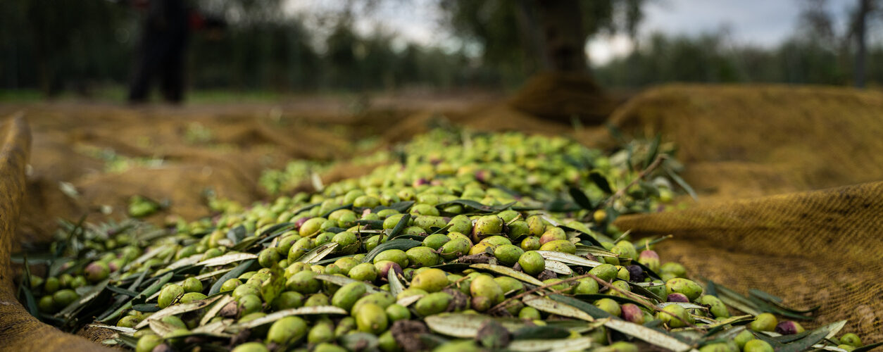 Bagaço da azeitona passa a ser valorizado como subproduto